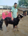 খাশি ছাগল বিক্রি